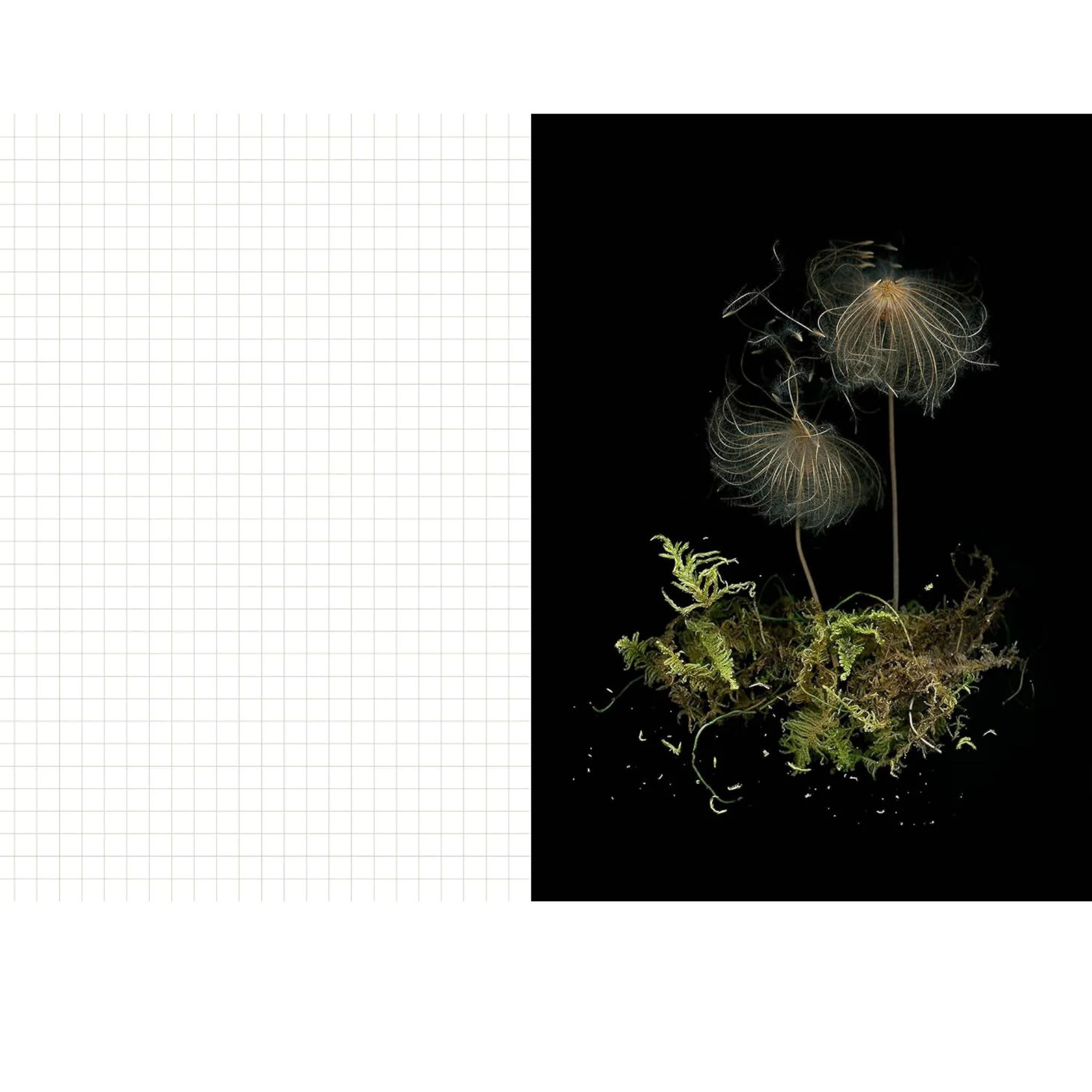Deep Dark Forest Mushroom Journal